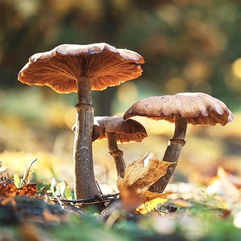 The Ecology of Magic Mushroom Spores
